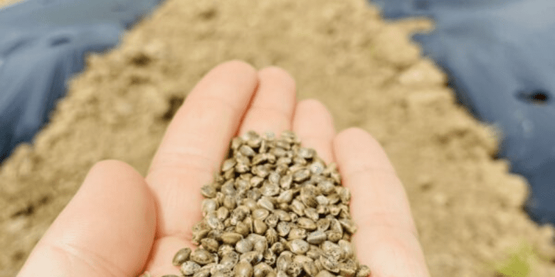 photo de graine dans la main