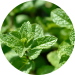 Menthe – ingrédient frais et naturel pour infusion CBD bio