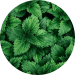 Ortie – plante naturelle et reminéralisante pour infusion CBD bio