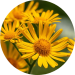 arnica