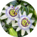 passiflore